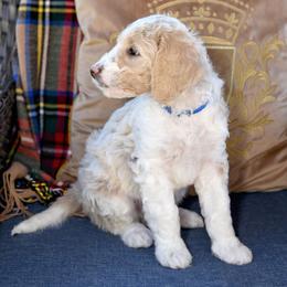 Sky - Parti male Goldendoodle puppy in Idaho Falls, Idaho from High Quality Goldendoodles