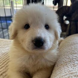 Luke - White male Great Pyrenees puppy in Murfreesboro, Tennessee from Storybook Tails Farm