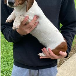Gracie - Dachshund