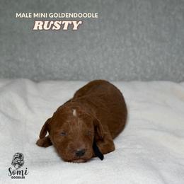 Rusty - Red  male Goldendoodle puppy in Palmetto Bay, Florida from SOMIDOODLES