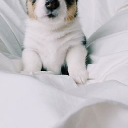American Corgi and Pembroke Welsh Corgi Puppies from San Diego Corgi Haven