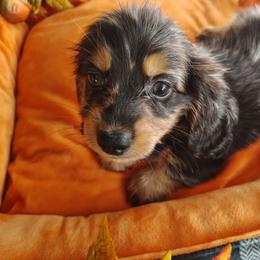 Mary - Black and tan female Dachshund puppy in Hudson, Michigan from Mittentail Kennel Miniature Dachshunds & Australian Shepherds