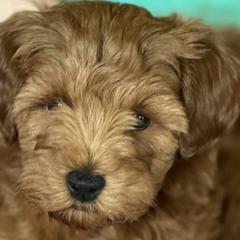 Goldendoodles and Poodles from Walters Doodles & Poodles