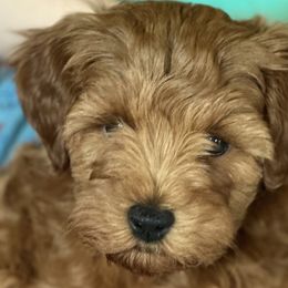 Goldendoodles and Poodles from Walters Doodles & Poodles