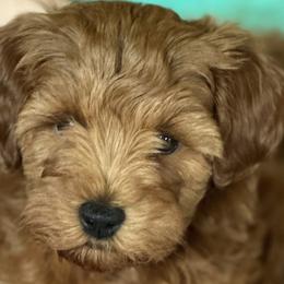 Goldendoodles and Poodles from Walters Doodles & Poodles