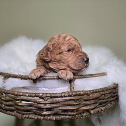 Ivy - Red  female Goldendoodle puppy in Woodburn, Indiana from Lengachers Cuddly Doods