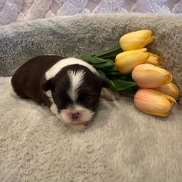Sailor - Chocolate male Shih Tzu puppy in Success, Missouri from Sweet Success
