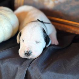 Black Collar - White and black male Dalmatian puppy in Hawkins, Texas from Snow Dalmatians