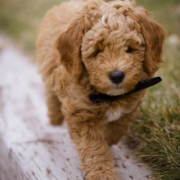 Goldendoodle Puppies from Dean Doodles