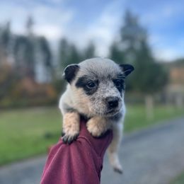 Roy - Blue speckled male Australian Cattle Dog puppy in Cottage Grove, Oregon from Heirloom Ranch