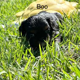 Lil Boo - Black and tan male Cavalier King Charles Spaniel puppy in Broken Arrow, Oklahoma from Cavalier King Charles Heartland