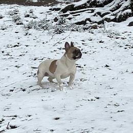 Gidget - French Bulldog