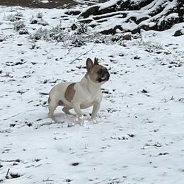 Gidget - French Bulldog