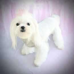 Ahsoka - Maltese