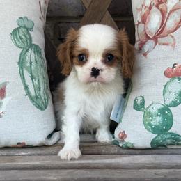 Henry - Blenheim male Cavalier King Charles Spaniel puppy in Lula, Georgia from Cavaliers by Crumley