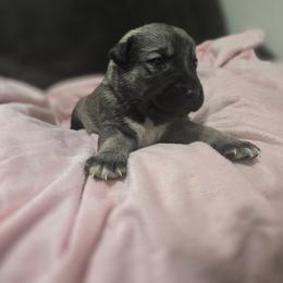 Anatolian Shepherd Dog Puppies from Florida Anatolian Shepherds