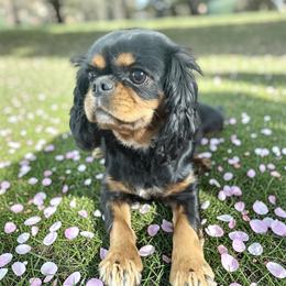 Ayela - Cavalier King Charles Spaniel