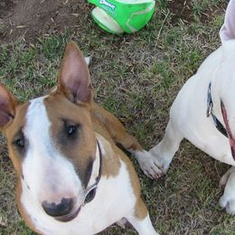Bull Terriers from Sunny Sky Bull Terriers