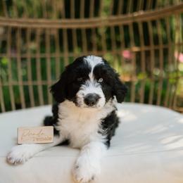 Prada - Black and white female Aussiedoodle puppy in Greensboro, North Carolina from Glendale Doodles