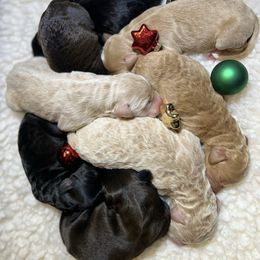 Labradoodle Puppies from Dog Paw Doodles