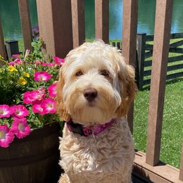 May - Australian Labradoodle