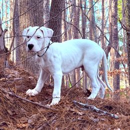 Black - White Dogo Argentino puppy in Powder Springs, Georgia from Primo Kennels