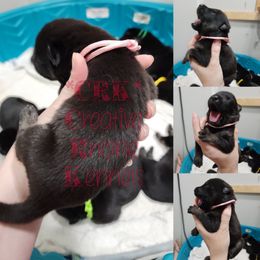 Girl 2 - Black and tan German Shepherd puppy in Georgia from The Creative Rhone Kennel