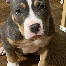 American Bullies from MDK/SB