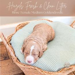 Puppy Pick 2 - Red  male Goldendoodle puppy in Whitesburg, Georgia from Asbury & Co Farms