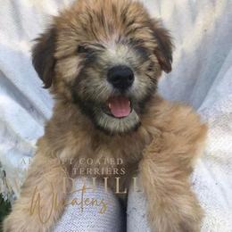French Bulldog and Soft Coated Wheaten Terrier Puppies from Windhill Wheatens