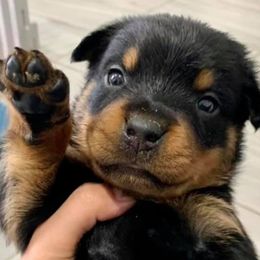 Belgian Malinois, Black Russian Terriers, Dutch Shepherds, Poodles, and Rottweilers from Louisov Kennel