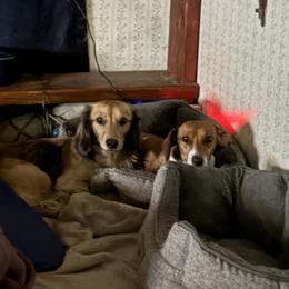 Dachshund puppies from The Weenie Herd Mom
