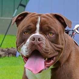 Captain - Alapaha Blue Blood Bulldog
