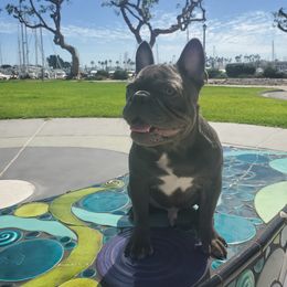 French Bulldog Puppies from Quality Control Frenchies