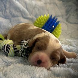 Cavalier King Charles Spaniel Puppies from My Little Pups