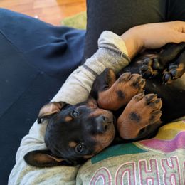 Doberman Pinscher puppies from Beverwijck Dobermans