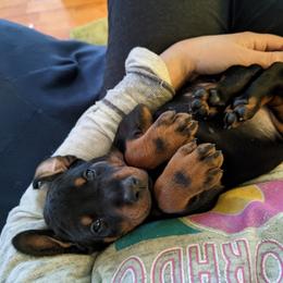 Doberman Pinscher puppies from Beverwijck Dobermans