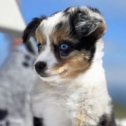 Noach - Blue merle female Miniature Australian Shepherd puppy in Visalia, California from Puddles True Mini Aussies