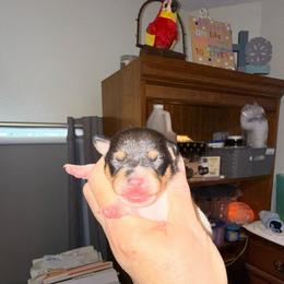 Pup A1 Girl - White black and tan female Toy Fox Terrier puppy in Clermont, Florida from Debbie Hiles's Toy Fox Terriers