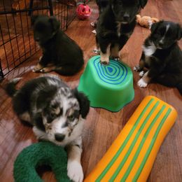 Australian Shepherd Puppies from Summit Australian Shepherds