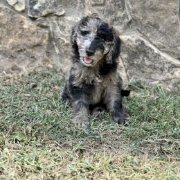 Girl 4 - Bernedoodle puppy in Yatesville, Georgia from High Hopes Doodles