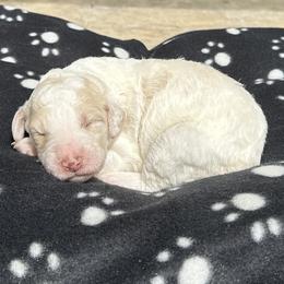 Daisey - Cream female Aussiedoodle puppy in Kings Mountain, North Carolina from Champion Farms Doodles