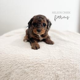 Brie - Phantom female Maltipoo puppy in Huntsville, Texas from Nelson Creek Farms