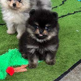 Lexie - Black and tan female Pomeranian puppy in Lyons, Georgia from Its a Poms Life Kennel