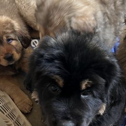 Tibetan Mastiffs from Reigning Tibetan Mastiffs
