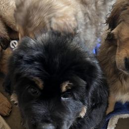 Tibetan Mastiffs from Reigning Tibetan Mastiffs