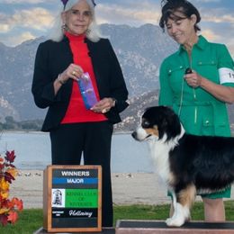 Miniature Australian Shepherds from Double M Ranch Mini Aussies
