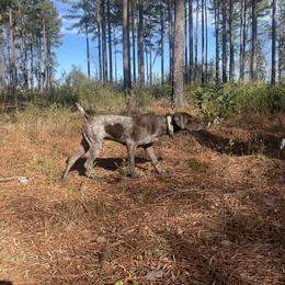 Ace - German Shorthaired Pointer