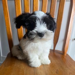 Yellow collar - Parti female Miniature Schnauzer puppy in Tacoma, Washington from AKC Nordwest Schnauzers