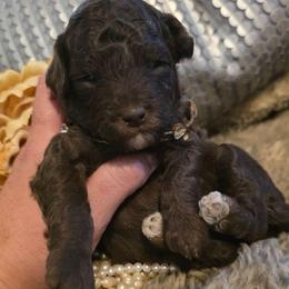 Cocoa - Brown female Poodle puppy in Arkansas from Harper's Pups